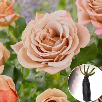 Троянда Koko Loko (Коко Локо) саджанець в плівці Matla Flowers