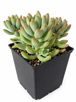 Суккулент Эхеверия Харукасуми (Echeveria Harukasumi) (s125s)