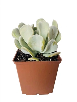 Сукулент Ехеверія Топсі Турві (Echeveria Topsy Turvy) (s008s)