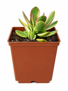 Крассула Мані мейкер варієгатна (Crassula Money Maker Variegata) (s027s)