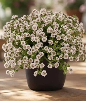 Гіпсофіла волотиста Плена Вайт. Gypsophila paniculata Plena White Р9