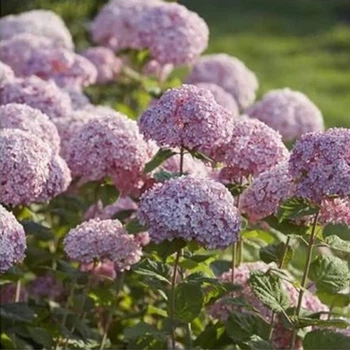 Гортензія деревоподібна Світ Аннабель (Hydrangea arborescens Sweet Annabelle) Р9
