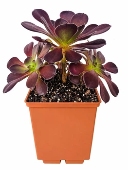 Еоніум Шварцкопф (Aeonium Zwartzkopf) (s104m)