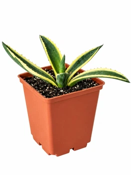 Суккулент Агава американська варієгатна (Agave americana Variegata) (s057s)