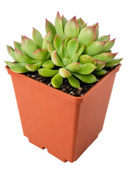 Суккулент Эхеверия Мебина (Echeveria Mebina) (s035s)