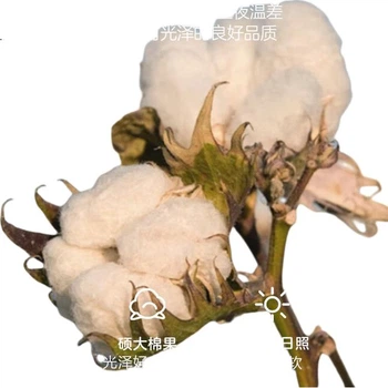 Хлопковое стеганое одеяло Ran Brand Xinjiang, тонкое летнее одеяло, 2 шт., размер 1,5х2 м.