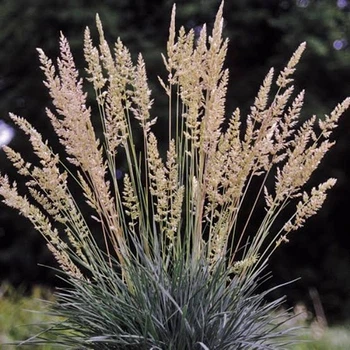 Саджанці Келерії сизої 'Блуі' (Koeleria glauca 'Bluey') в 380гр горщиках