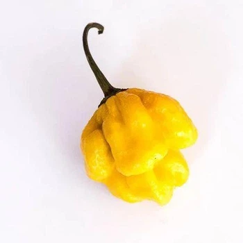 Свежий перец Каролина Рипер (Carolina Reaper) желтый (yellow) - 1 шт