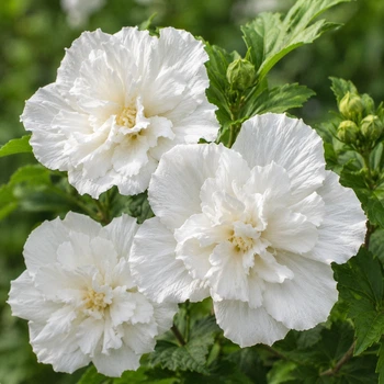 Гібіскус деревовидний "Flower Tower White" декоративні кущі для саду,саджанці,квіти багаторічні,дерева