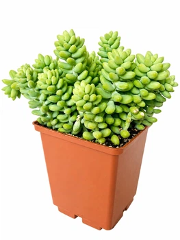 Сукулент Седум Бурріто (Sedum burrito) (s004m)