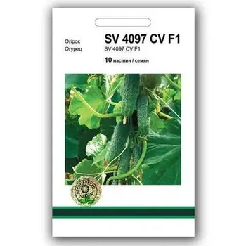 Огірок SV 4097 F1 10 насінин Агропакгруп