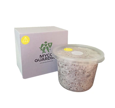 Биоинсектицид, зерновой мицелий гриба Paecilomyces Lilacinum, 500 мл, ТМ Myco Guardian