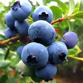 Саджанці лохини Дюк 3 роки, С4