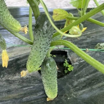 Огірок Убеда F1 250 шт, Spark Seeds