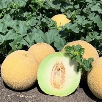 Диня Curella / Курелла F1 100 шт, Seminis
