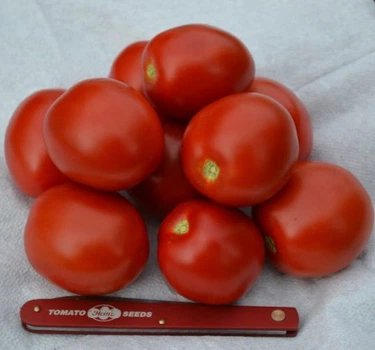 Томат Heinz 2206 F1, 100 шт, Spark Seeds