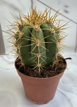 Эхинопсис Echinopsis D12 см Кактус Суккулент Комнатное растение