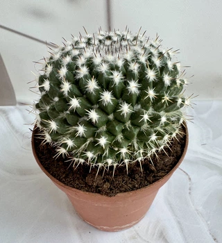 Маммилярия Mammillaria D12 см Кактус Суккулент Комнатное растение