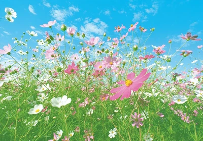 Фотообои FLOWER MEADOW 00281 плотная бумага Wizard+Genius 366x254 см