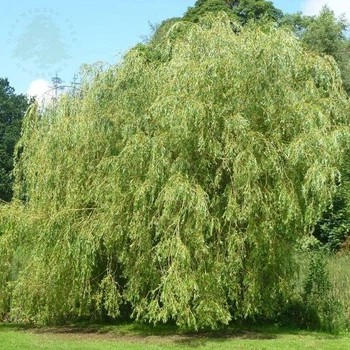 Ива золотистая Хрисокома / Salix sepulcralis (x) Chrysocoma (resistenta) C20 Н3500