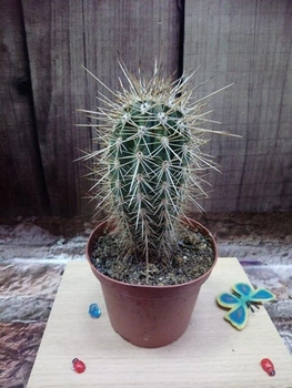 Кактус Sclerocactus parviflorus GreenLife контейнер 7 см