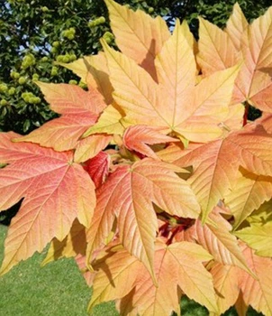 Клен ложноплатановый Sunshine / Acer pseudoplatanus Sunshine С10/ Ра140-150 /Н 160-180