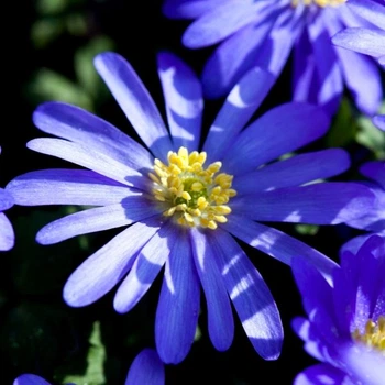 Анемона Blue Shades цибулина Matla Flowers