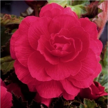 Бегонія Double Pink цибулина Matla Flowers
