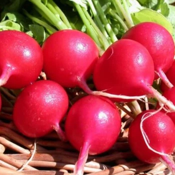 Насіння редиски Сакса, Satimex, 3 г.