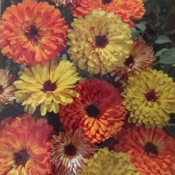 Семена цветов Календула Дэжа Вю, смесь, Legutko, 0.5 г.