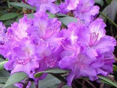 Рододендрон Rhododendron "Alfred" С7,5