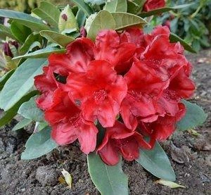 Рододендрон Rhododendron "Dotella" С7,5
