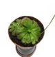 Растение хищник Росянка Алисиа AlienPlants Drosera Aliciae размер M - изображение 3