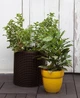Горшок для цветов Keter 7 л Cylinder Planter Small коричневый - изображение 4