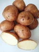 Насіннєву картоплю Арізона першої репродукції середньоранній сорт, 5 кг () - зображення 2