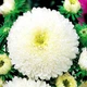 Айстра Принцеса Коріна Білий, бежевий, кремовий Насіння Florium (726537) - зображення 1