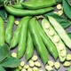 Квасоля Кущова Еурека пакет гігант Білий, бежевий, кремовий Насіння Florium (723024) - зображення 1