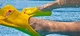Ласти короткі для плавання Finis Zoomers Gold 43-44 - изображение 2