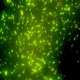 Микроскоп Optika B-293LD1 100x-1000x Trino Fluorescence - зображення 4