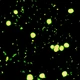 Микроскоп Optika B-293LD1 100x-1000x Trino Fluorescence - зображення 5