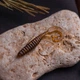 Съедобный силикон Angry Baits Твистер Fishy Worm 2" Olive 10 шт - изображение 3
