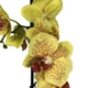 Орхидея фаленопсис Пульсация Floret - изображение 2