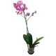 Орхидея фаленопсис фиолетовая Floret h: 65-75 см - изображение 1