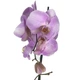 Орхидея фаленопсис Violet Queen Floret h: 65-75 см - изображение 2