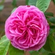 Троянда англійська Гертруда Джекілл (Gertrude Jekyll) - зображення 1