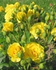 Роза спрей Єллоу Бейбі (Yellow Babe) - зображення 8