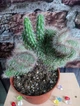 Кактус GreenLife Euphorbia контейнер 9 см - изображение 2
