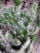 Кактус GreenLife Euphorbia контейнер 9 см низькорослий - зображення 2