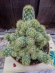 Кактус Ferocactus GreenLife контейнер 7 см - изображение 2
