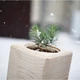 Живой куб Ecocube «Голубая Ель» (21788) - изображение 2
